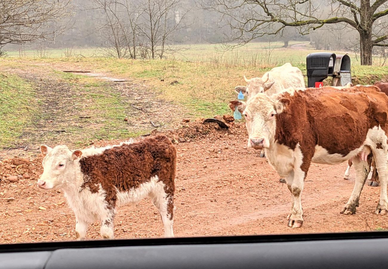 House in Mountain View - John Thomas Farmhouse ~ secluded valley + creek